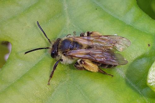 Andrena ferox